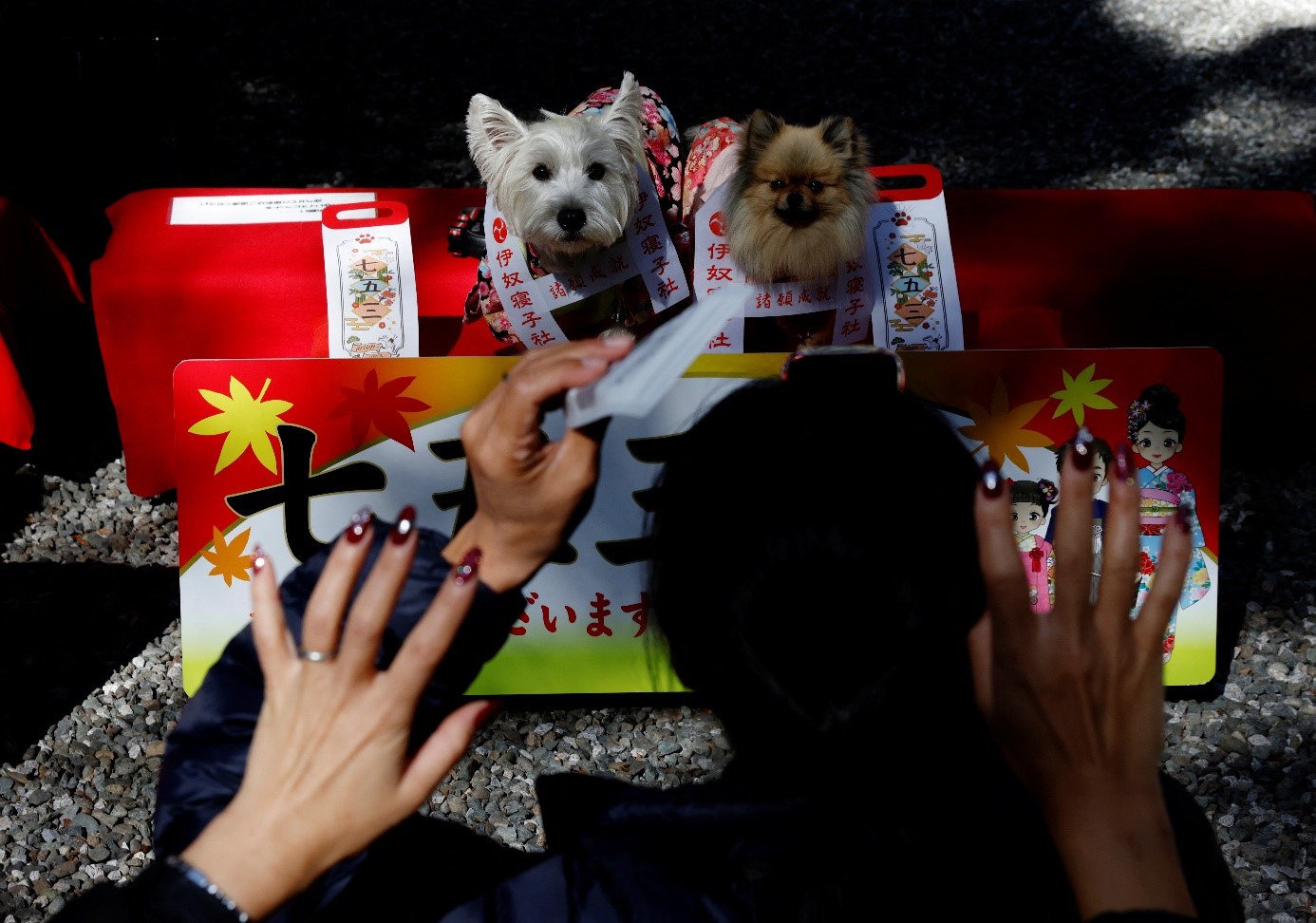 Pet dogs attend a Shichi-Go-San blessing in Zama