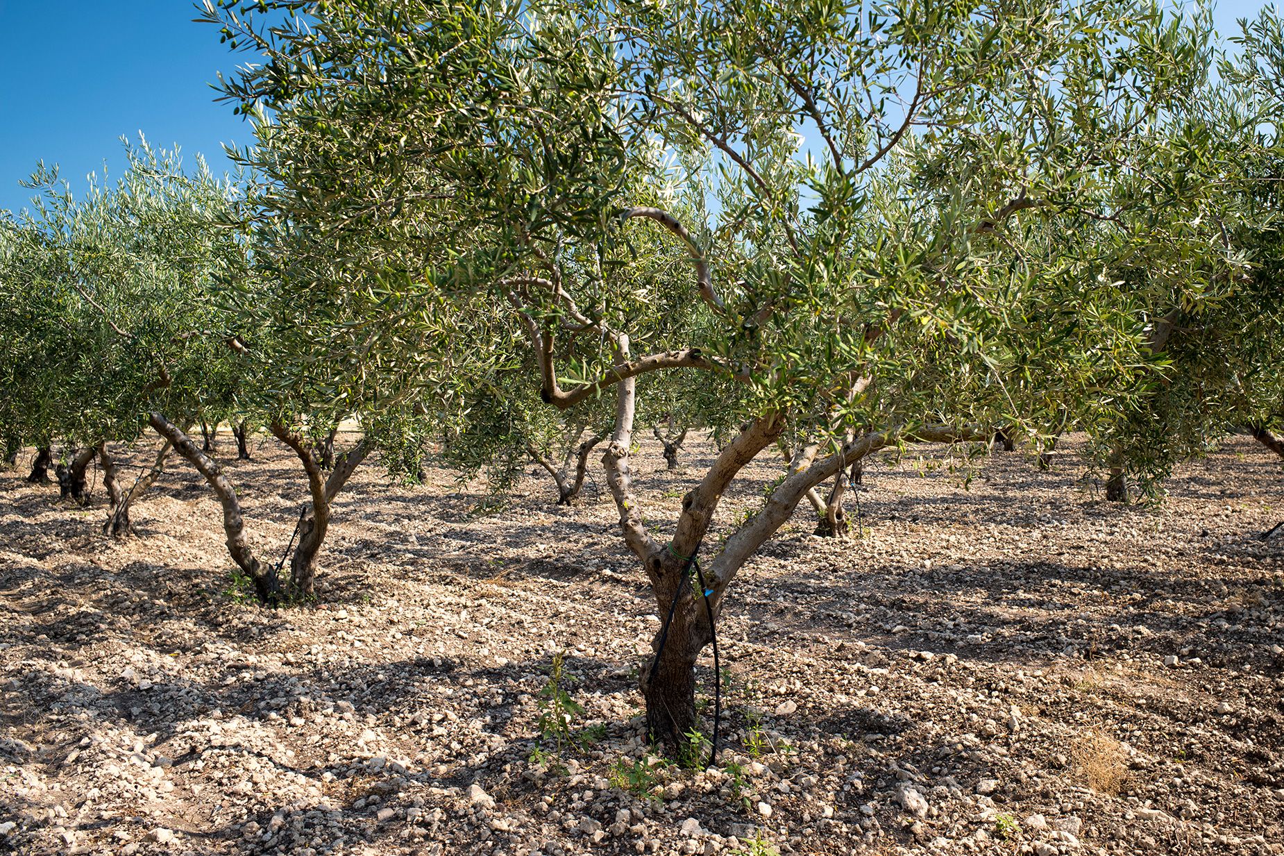 Olive groves have been targeted by thieves who steal trees wholesale or saw off branches laden with fruit.
