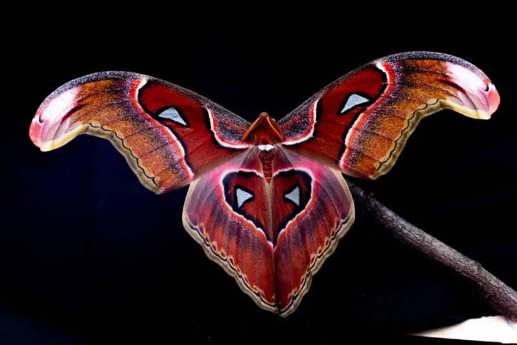Obraz zawierający motyl, Motyle i ćmy, bezkręgowiec, ćma

Opis wygenerowany automatycznie