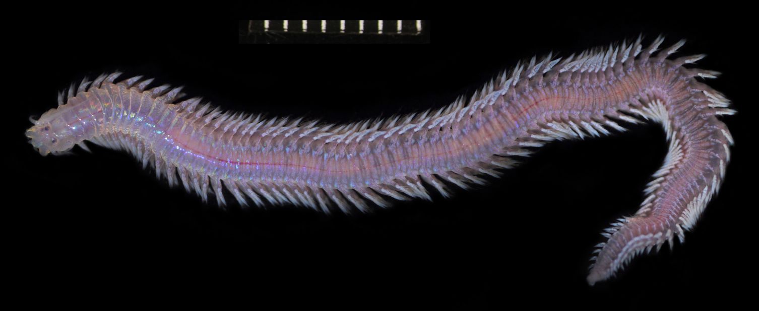 Neanthes visicete, a polycheate worm discovered on the carcass of a whale off the coast of Byron Bay, Australia. ©️Georgieva et al. 2023