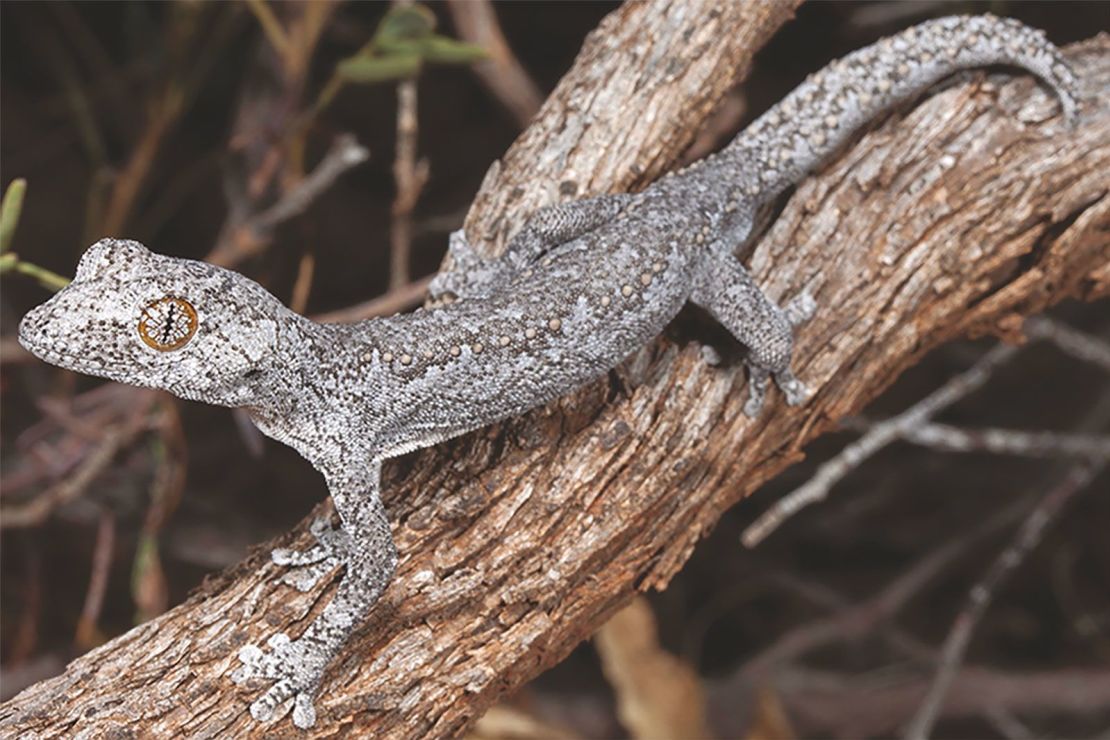 The lesser thorn-tailed gecko from Western Australia can shoot goo out of its tail.